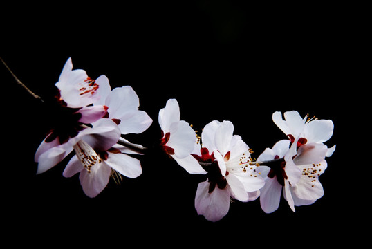 山桃花