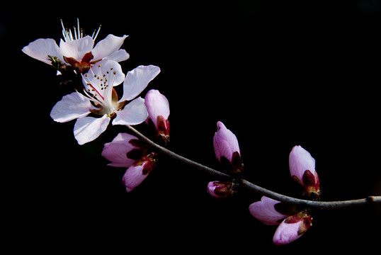 山桃花