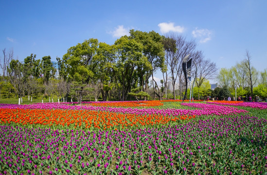 郁金香 花海