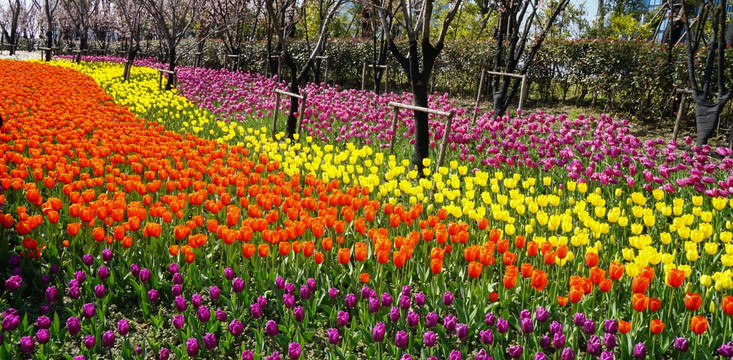 郁金香 花海