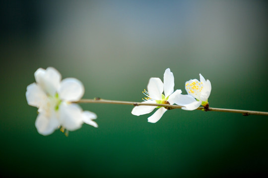 三月桃花