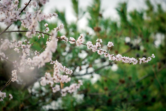 三月桃花