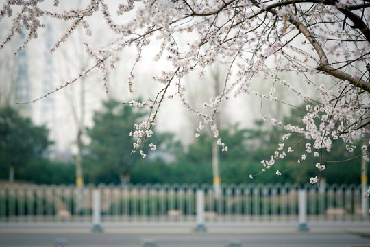 三月桃花