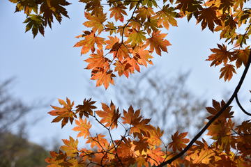 枫叶红 