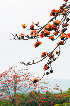 木棉花开