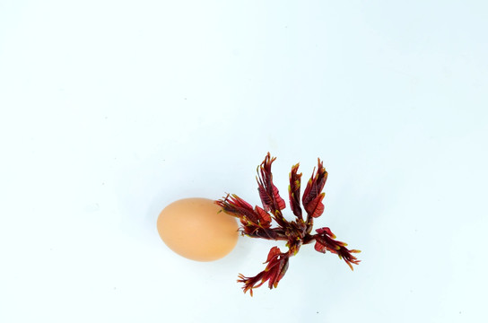 香椿鸡蛋