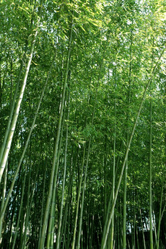 竹林 竹子 公园 植物 富足