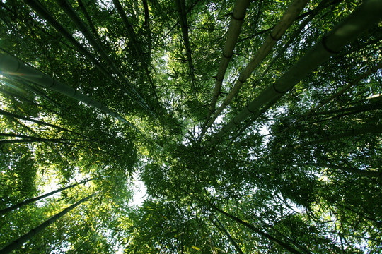 竹林 竹子 公园 植物