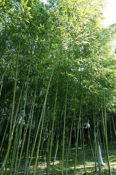 竹林 竹子 公园 植物