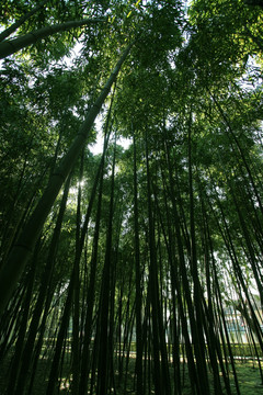 竹林 竹子 公园 植物