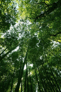 竹林 竹子 公园 植物