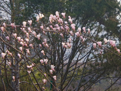 玉兰花 玉兰树