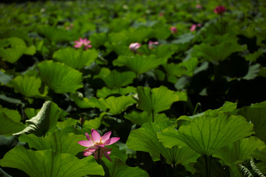 夏季荷花