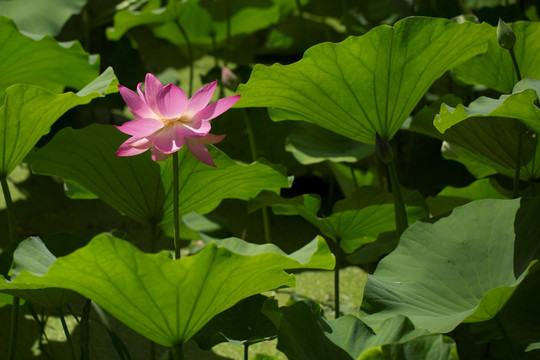 夏季荷花