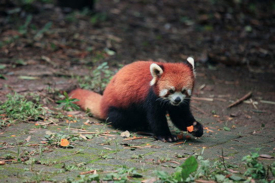 小熊猫 浣熊