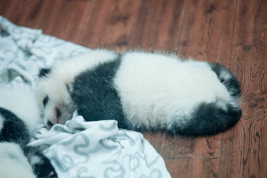大熊猫宝宝 幼年大熊猫