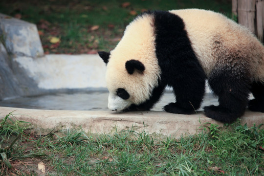 行走中的熊猫