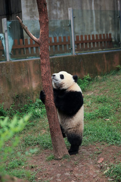 大熊猫 爬树的大熊猫