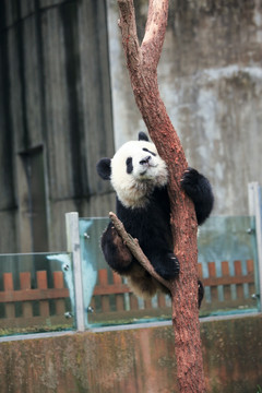 大熊猫 爬树的大熊猫