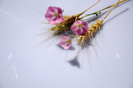 淡粉色田旋花和麦穗素材
