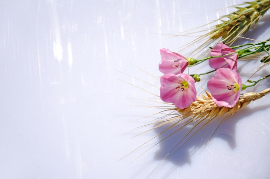 淡粉色田旋花和麦穗