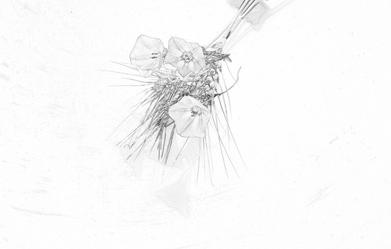 麥穗和旋花素描
