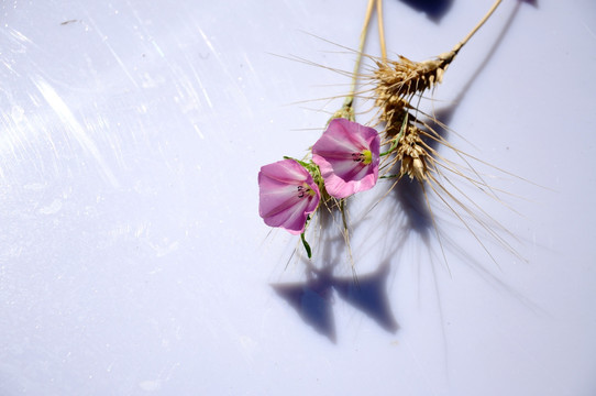 田旋花和小麦的素材