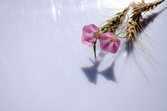 麦穗和田旋花的素材
