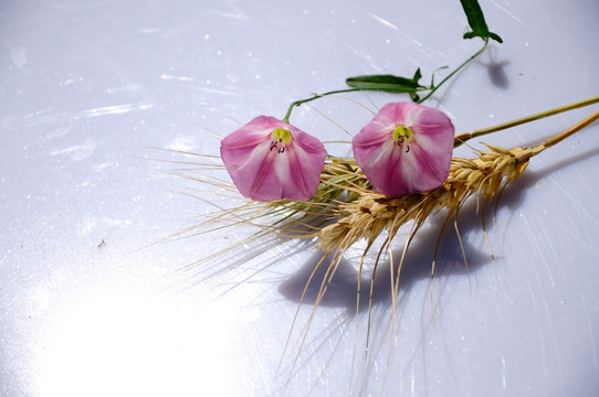 麦穗和田旋花的素材