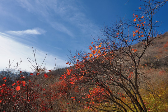 红叶秋景