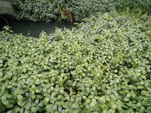 花草植物