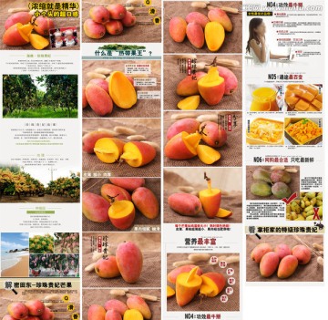 貴妃芒