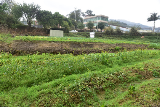 春天绿色田野