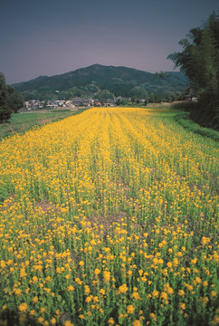 油菜花