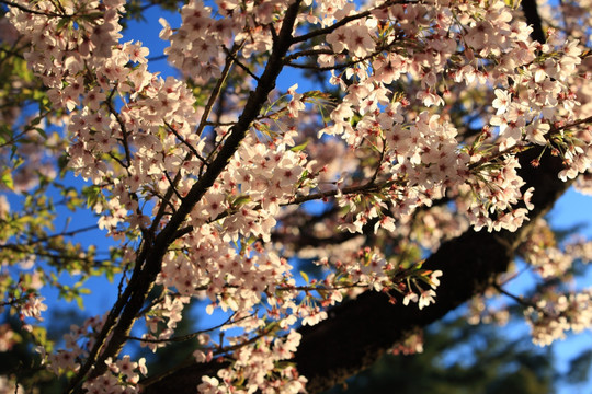 祝山櫻花