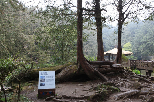 阿里山神木