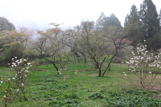 阿里山木兰园