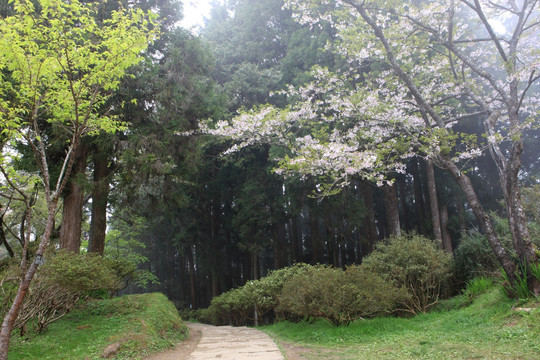 阿里山森林步道