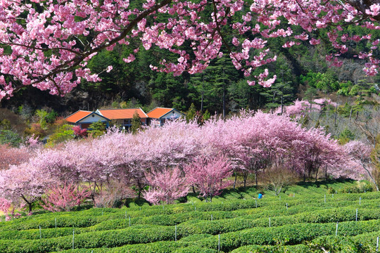 武陵农场樱花