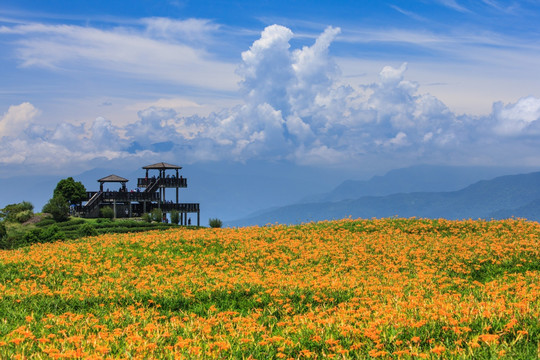 台湾花田