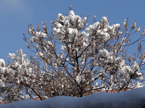 雪压树枝头