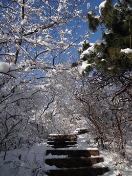 通向雪世界