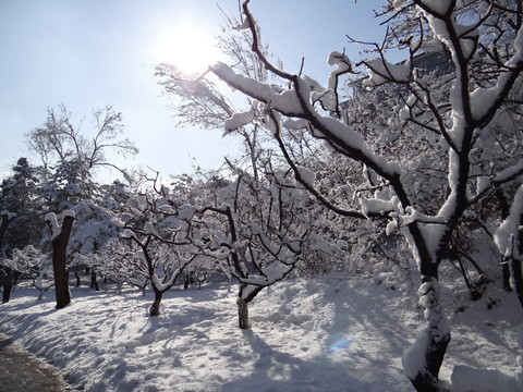 元大都晴雪