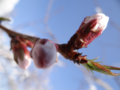 雪后萌芽