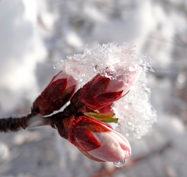 雪压春枝头