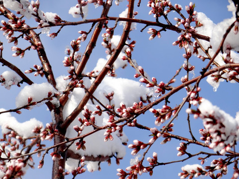 雪镶红枝头