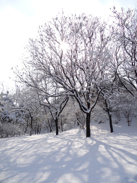 阳光雪影