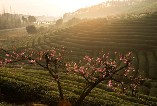 茶园春色