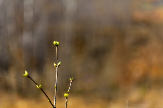 绿芽