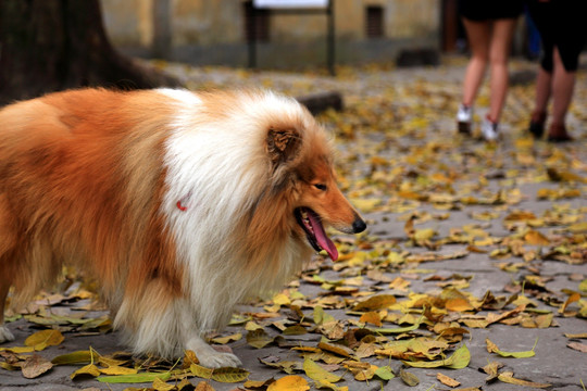 牧羊犬